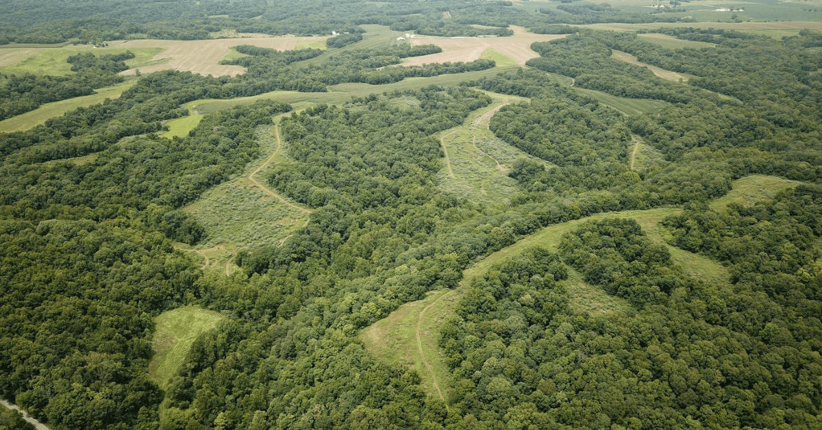 Featured Image for Your Guide to Timber Stand Improvement Projects and State or Federal Programs
